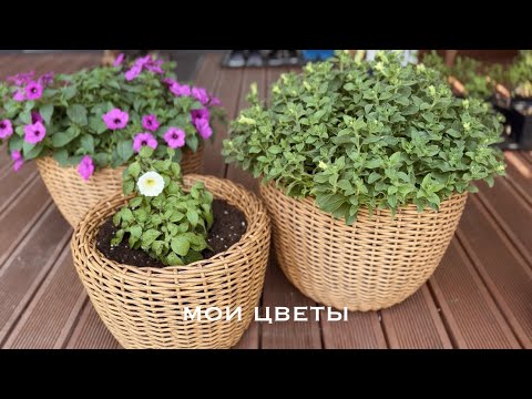 Видео: 🪴ВКУСНЫЙ ОБЕД 🌸 ВЫСАЖИВАЮ ВСЕ ЦВЕТЫ НА ПМЖ 🌸 РАБОТЫ НА ГАЗОНЕ ПРОДОЛЖАЮТСЯ