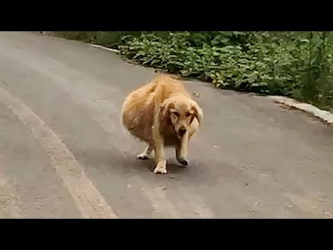 Видео: Толстобрюхая собака шаталась, думала, что беременна, на самом деле это была причина её брошенности