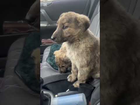 Видео: Полная история, как 16.01.25 нашли на заброшенной даче 4-рёх щенков и их мать. Щенков пристроили