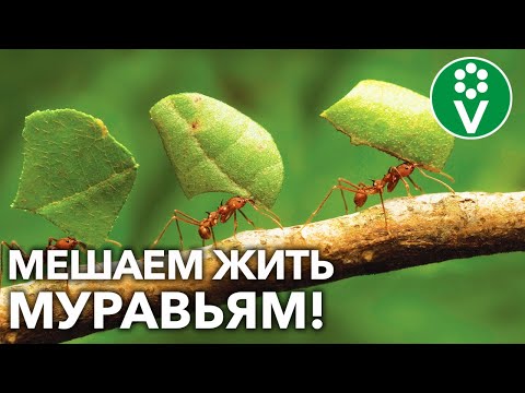Видео: МУРАВЬИ НАДОЛГО УЙДУТ С УЧАСТКА! Убедительно просим насекомых «на выход»!