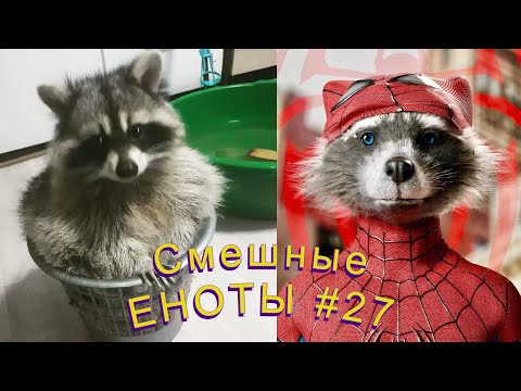 Видео: Cмешные ЕНОТЫ #27 / Приколы с ЕНОТАМИ 2022 / Funny Raccoons.