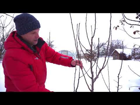 Видео: Обрезка груши - сорт Мраморная
