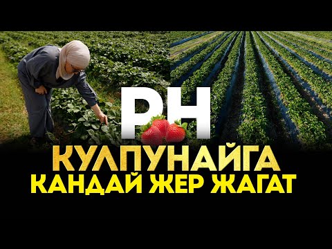 Видео: Эмне үчүн КУЛПУНАЙ менен иштей албай жатышат? Бизде жер жок деген суроо бердик.