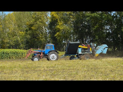 Видео: Уборка картофеля. Трактор МТЗ-82, комбайн ANNA Z644 и ГАЗ-53.