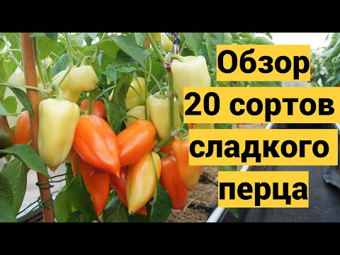 Видео: Обзор урожайных сортов сладкого перца 2022г