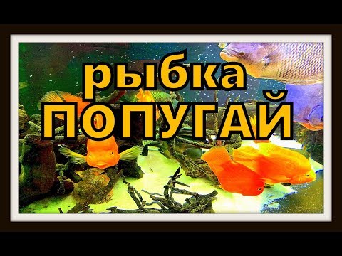 Видео: Цихлиды. Аквариумные рыбы - попугаи.