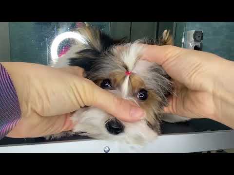 Видео: Будни грумера: Как сделать хвостик на голове щенку породы Йорк, Бивер Йорк или Ши-тцу