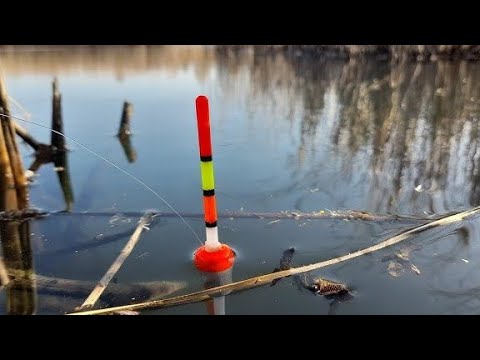 Видео: ПЕРВАЯ РЫБАЛКА НА ПОПЛАВОК В МАРТЕ.ВОТ ЭТО КЛЕВ ХОРОШЕЙ ПЛОТВЫ!