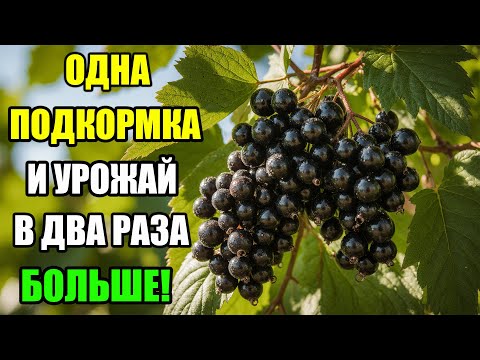 Видео: КАК СДЕЛАТЬ СМОРОДИНУ КРУПНОЙ И СЛАДКОЙ — ПРОВЕРЕННЫЙ СПОСОБ. СМОРОДИНА ПРЕВЗОЙДЁТ ВИНОГРАД