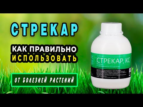 Видео: Препарат Стрекар — от болезней растений. Подробная инструкция по применению