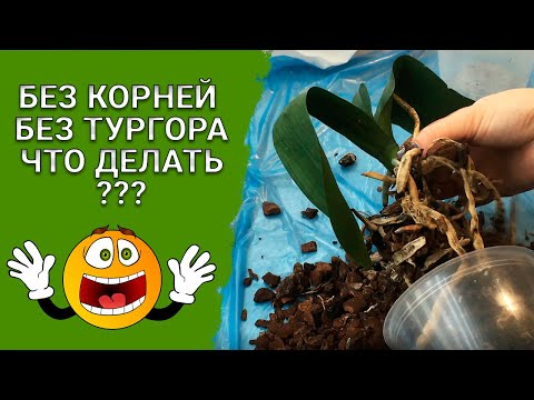 Видео: РЕАНИМАЦИЯ ОРХИДЕЙ.✔️🌸 ВСЕ БУДЕТ ХОРОШО!👌