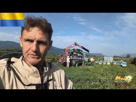 Видео: Використовуємо медозбір з Вейріха