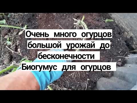 Видео: Как вырастить много огурцов Живая почва для огурцов
