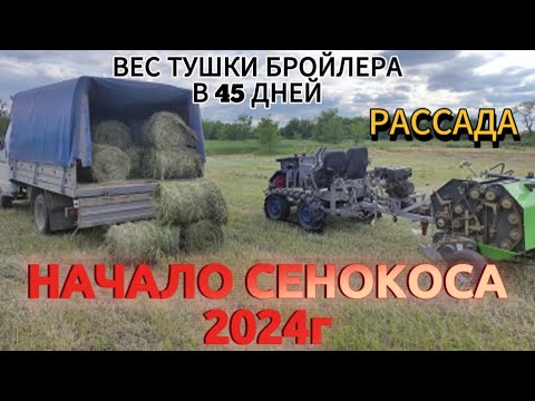 Видео: 🤠🚜🐔Начало сенокоса 2024 г.Вес тушки бройлера в 45 дней.Рассада и похолодание,что делать?!🐔🚜🤠