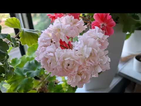 Видео: Прогулянка по балкону 15.06.2025