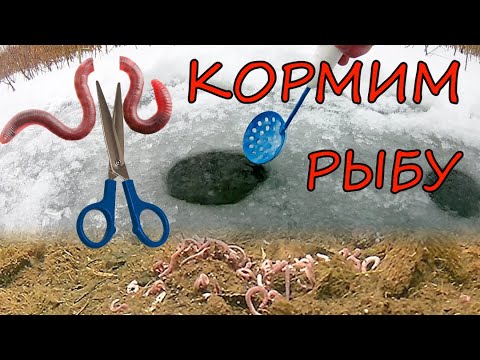 Видео: КОРМИМ РЫБУ!!!  РЕАКЦИЯ РЫБЫ НА ЧЕРВЯ ЗИМОЙ. Подводные съёмки в прозрачной воде.