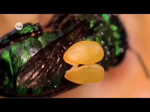 Видео: Половое размножение растении