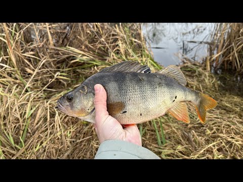 Видео: Шок такого в мене на рибалці не було!!! Огляд на новий спінінг Azura Safina 2-12. Зимовий жор окуня