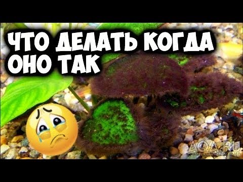 Видео: Как очистить анубиас (и не только) от любых водорослей Как привязать растение к лаве