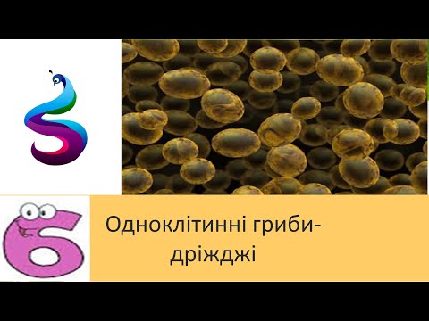 Видео: Одноклітинні гриби- дріжджі