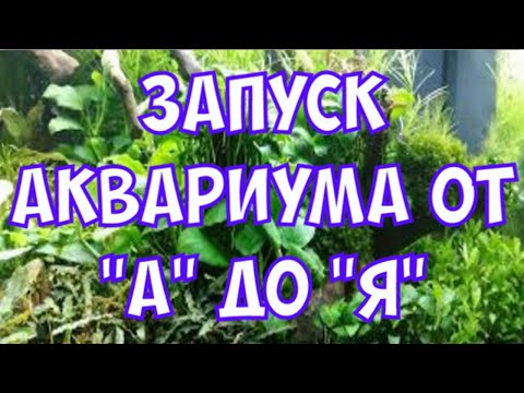 Видео: Запуск аквариума от "А" до "Я"