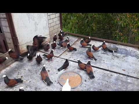 Видео: Голуби редкой породы. / Rare breed pigeons /