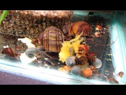 Видео: Цветные ампулярии подросли. Переделка улиточника.