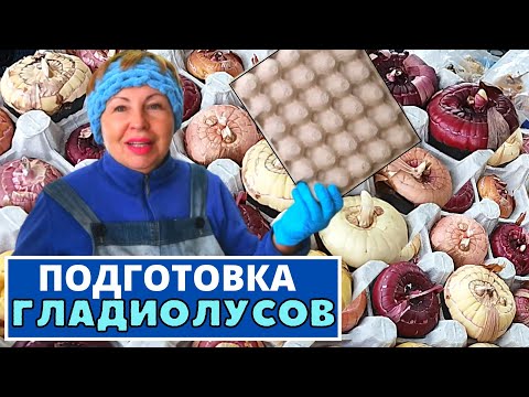 Видео: ГЛАДИОЛУСЫ как подготовить к посадке  и зачем мне яичные лотки?