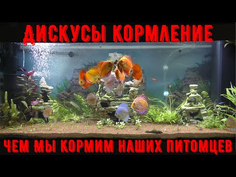 Видео: Кормление Дискусов, чем мы кормим наших питомцев!!!