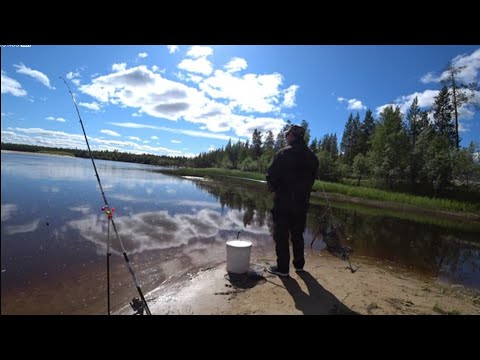 Видео: НАШЛИ ВХОД В СТАРИЦУ В КОТОРОМ РЫБА КЛЮЁТ ДУРОМ! ЛОВИМ РЫБУ НА 30 СМ ГЛУБИНЕ С ТРАВЫ! РЫБАЛКА 2024.г