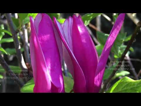 Видео: Магнолия Нигра (Nigra) 2