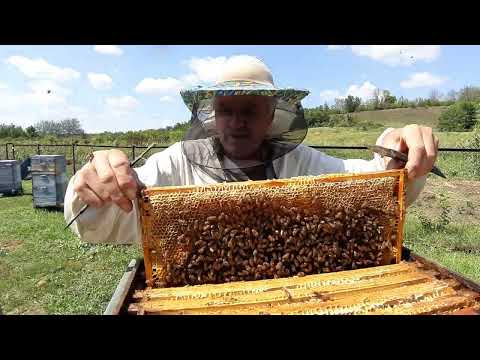 Видео: Улей монстр результат Качаем