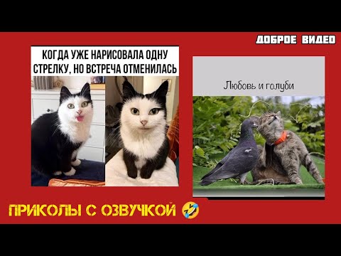 Видео: Котики, любовь и голуби, #мем Смешные Котики / картинки с надписями #приколы с озвучкой 🤣