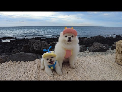 Видео: Почему мне не одиноко, когда я развожу собак [Ежедневный V-LOG Ру Понга]