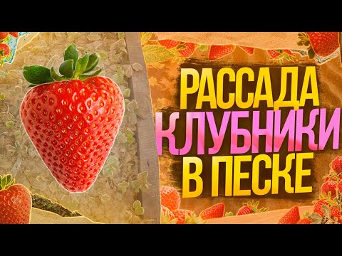 Видео: Как перезимовала рассада клубники (воздушка) в песке.