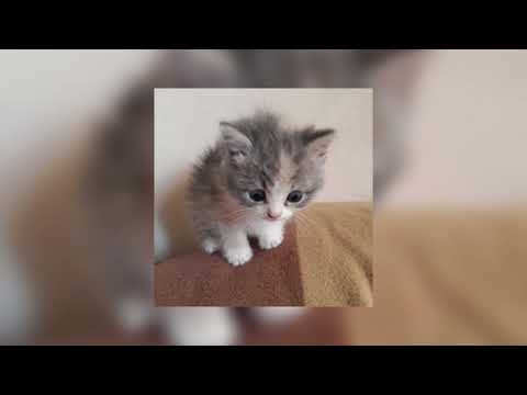 Видео: Люся Чеботина - Солнце Монако (slowed song)