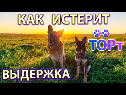 Видео: Как истерит 🐶щенок ТОРт. Выдержка и закат в полях.☀