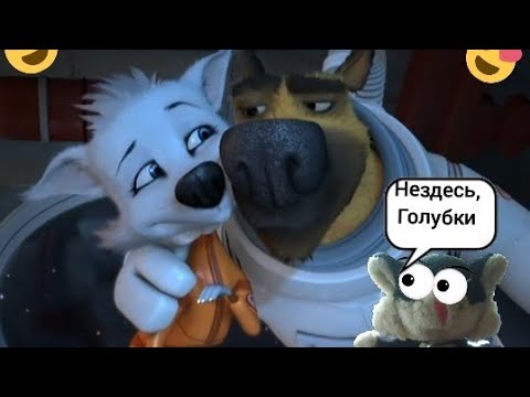 Видео: Белка и Казбек ♥️ Динамоо