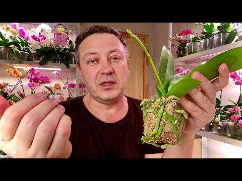 Видео: ЗАЛИТЫЕ КОРНИ ОРХИДЕИ ОТКАЧАЛИ расширяю жилплощадь ВТОРОЙ орхидее на 2 ГОДА