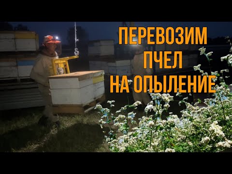 Видео: Опыт промышленного опыления рапса и гречихи