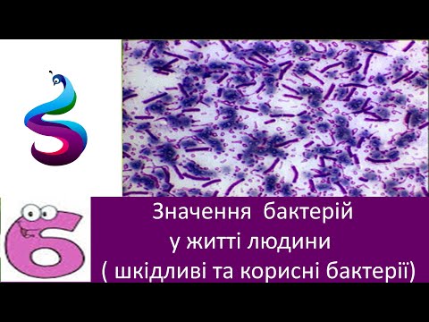 Видео: Значення  бактерій у житті людини