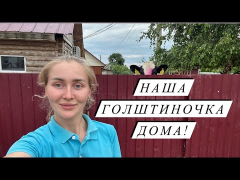 Видео: Как мы выбирали племенную голштинскую нетель. Стоимость, схема осеменения. Ждем отёл.