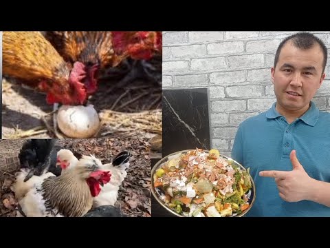 Видео: ТУХУМ ЙЕЙДИГАН ПАТ ЙЕЙДИГАН ТОВУКЛАРИ ОЛДИНИ ОЛИШ! 😱😱😱