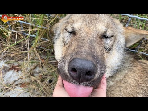 Видео: Волки удивляют, мы в шоке от Дюймовочки - новый дом стаи! Тайган. Lions life in Taigan.