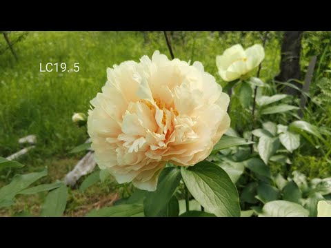 Видео: Мои сеянцы. Пионы нового поколения. LC19 5. Первое цветение