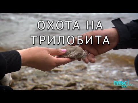 Видео: Охота на трилобита. Древние ископаемые в Петербурге и Ленинградской области