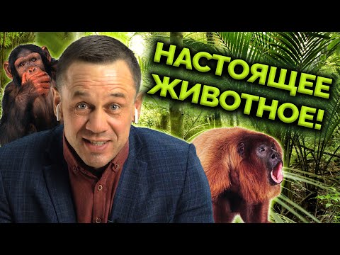Видео: 21+ КОЛЛЕКТОР-ХОХОТУН! КТО БУДЕТ СМЕЯТЬСЯ ПОСЛЕДНИМ? | Как не платить кредит | Кузнецов | Аллиам