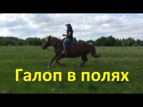 Видео: Галоп в полях. Всё о галопе.