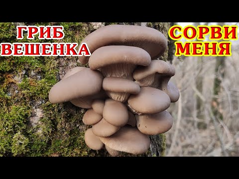 Видео: 7 килограмм грибов ВЕШЕНКИ обыкновенной за 30 минут! Рядом с домом!