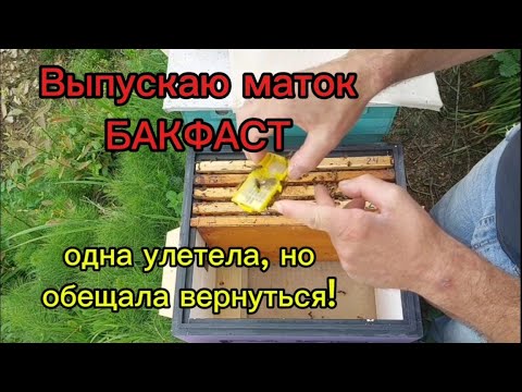 Видео: Выпускаю маток бакфаст, одна улетела, но обещала вернуться!